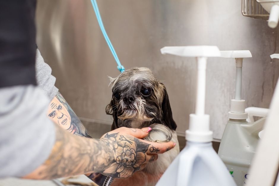 Medicated Shampoo vs Cosmetic Shampoo — What Is a Medicated Shampoo?