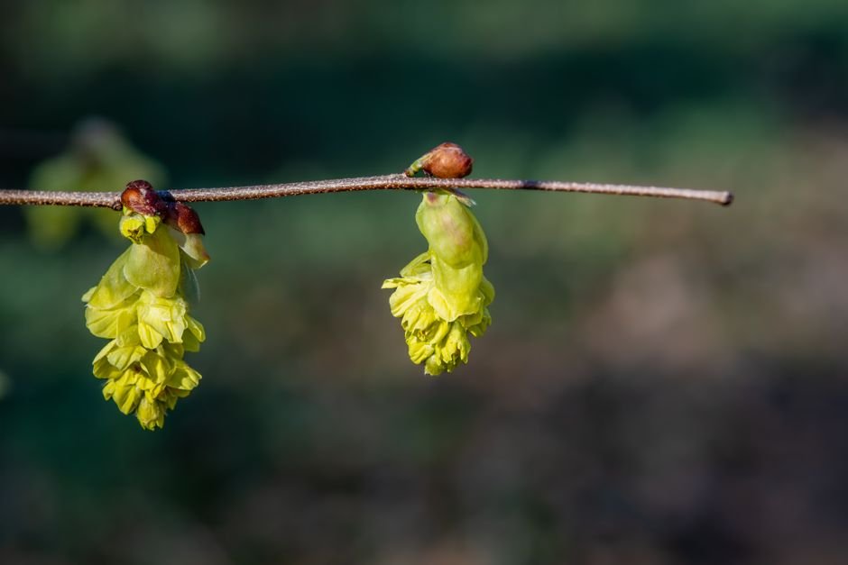 What is the Purpose of Witch Hazel in Skincare?